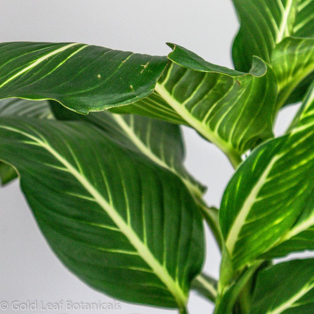 Dieffenbachia Sterling - Gold Leaf Botanicals