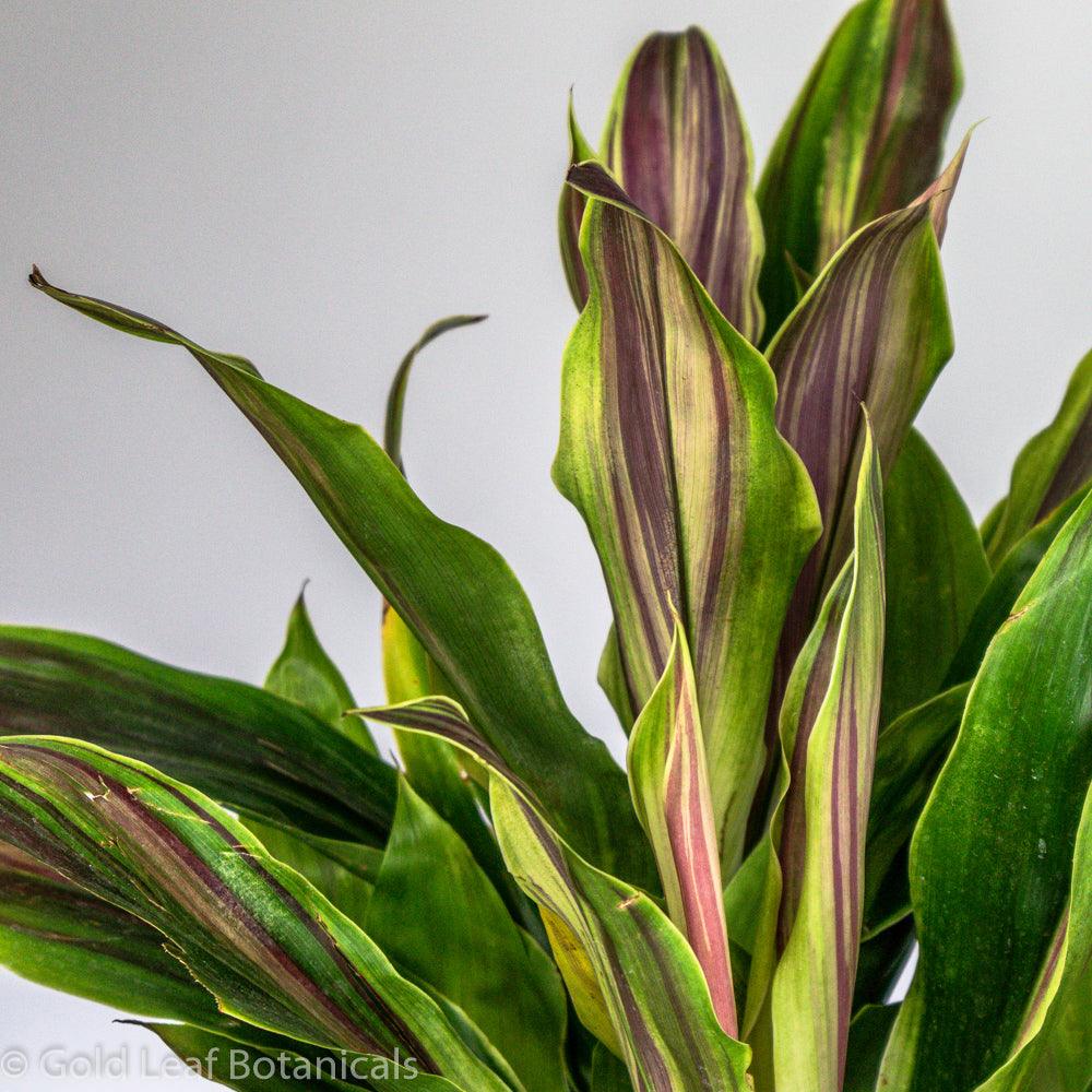 Cordyline Bolero - Gold Leaf Botanicals