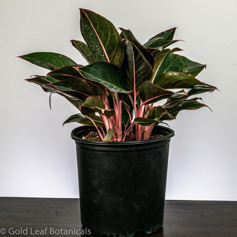 aglaonema red lipstick plant care Aglaonema Red Lipstick Care