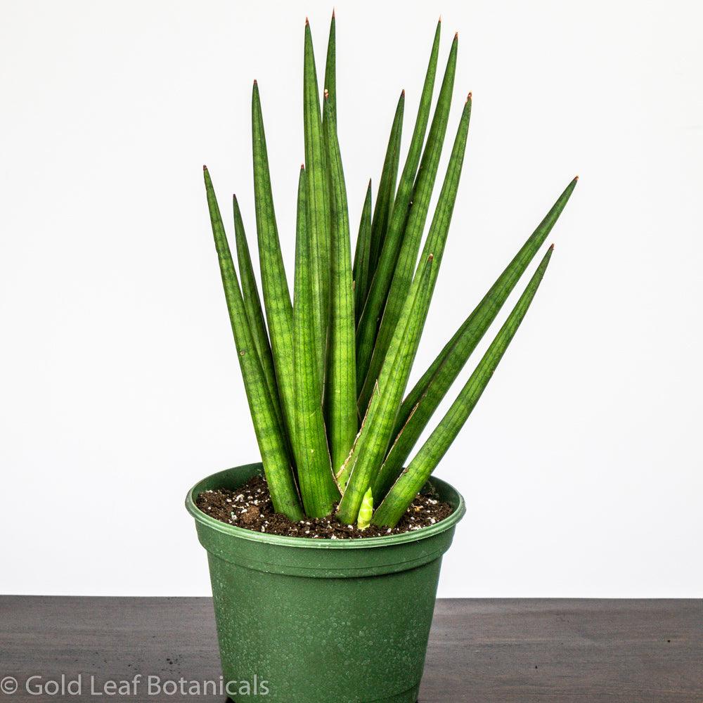 Sansevieria Bob Care