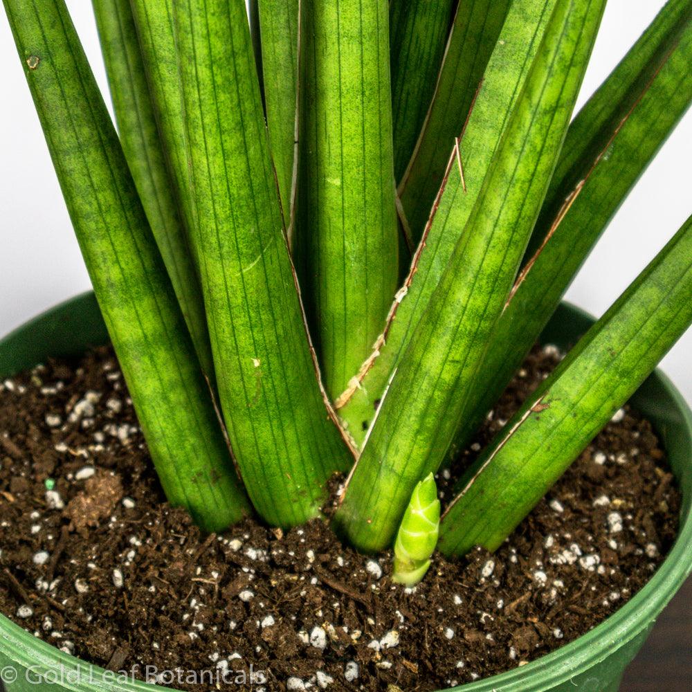 Buy Sansevieria Bob Ontario Canada