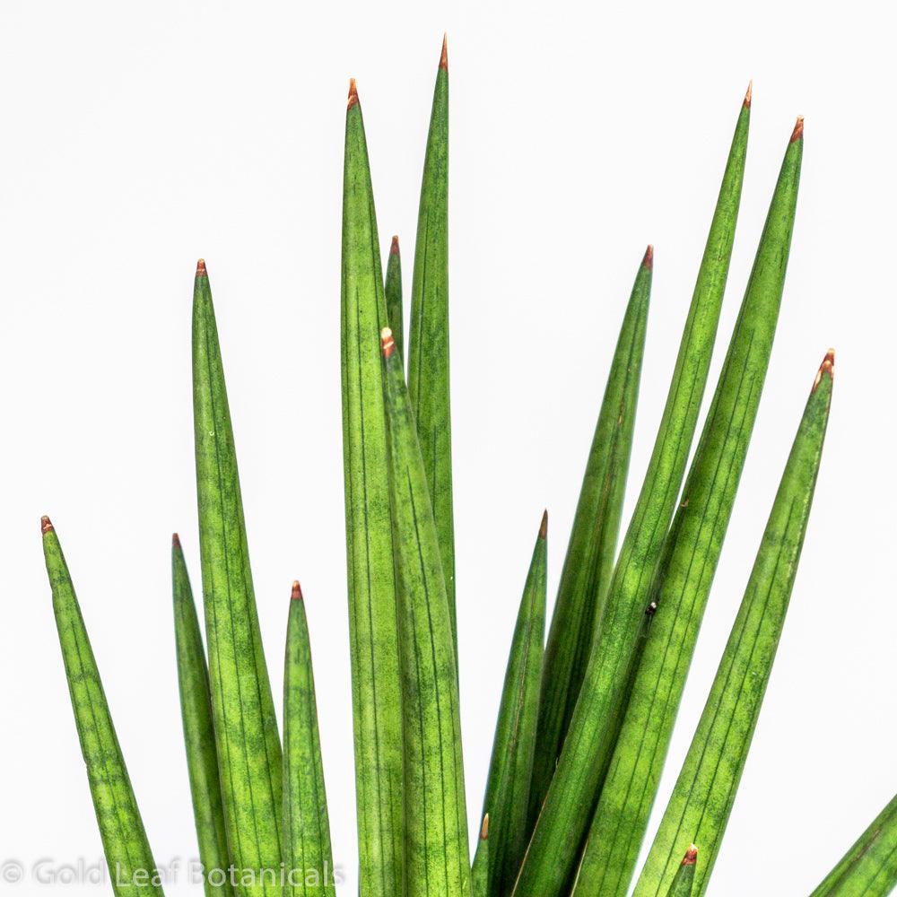 Sansevieria Bob Water