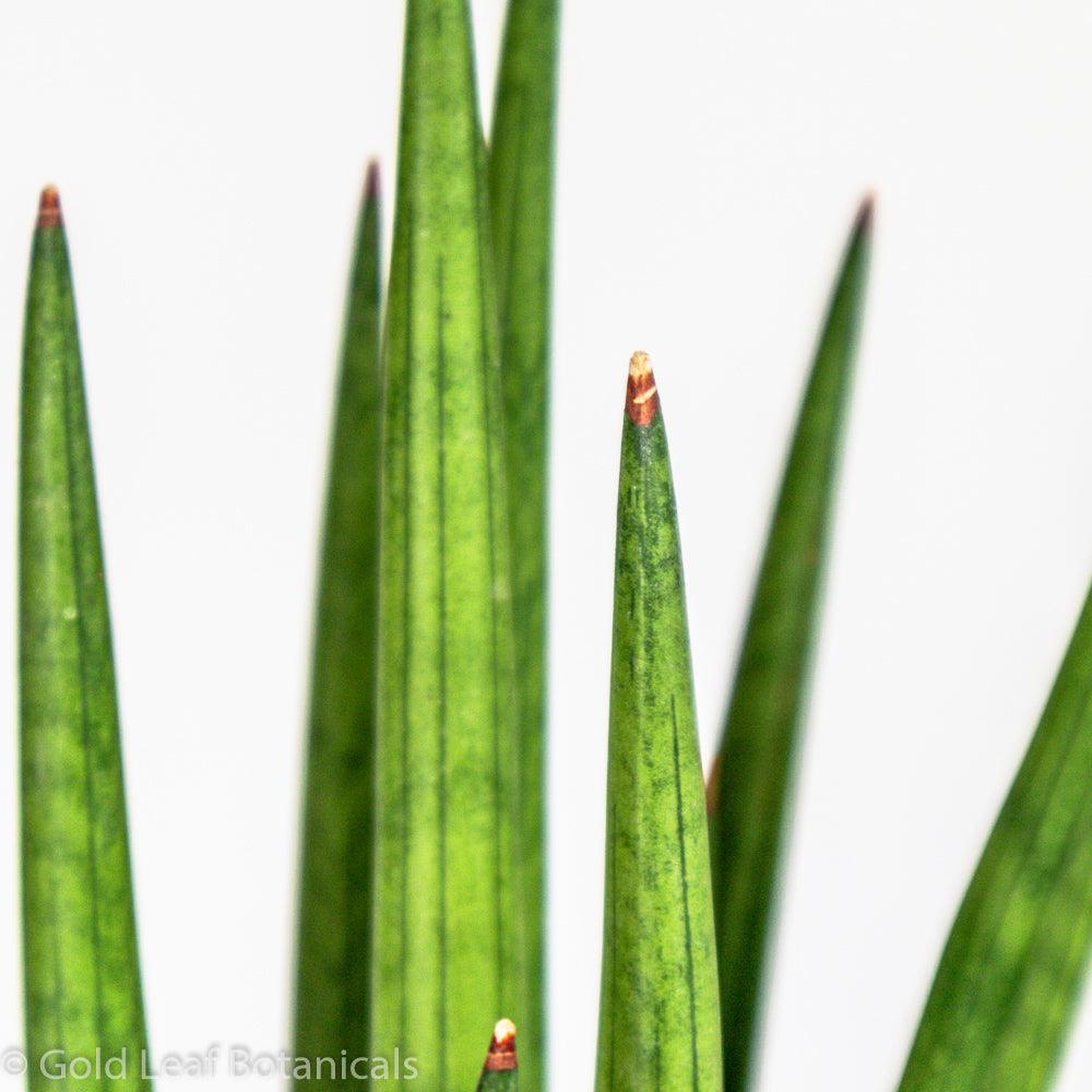 Sansevieria Bob Sun