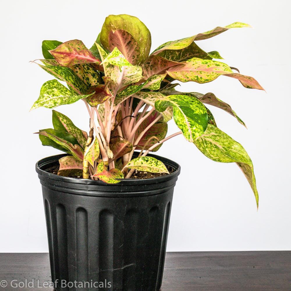 aglaonema humidity Aglaonema Prosperity Care