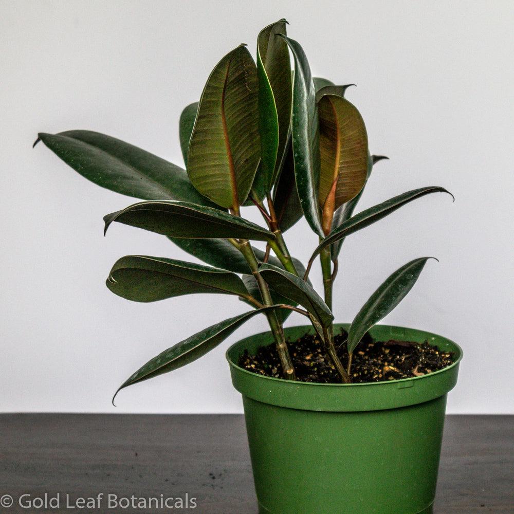 Burgundy Rubber Tree - Gold Leaf Botanicals