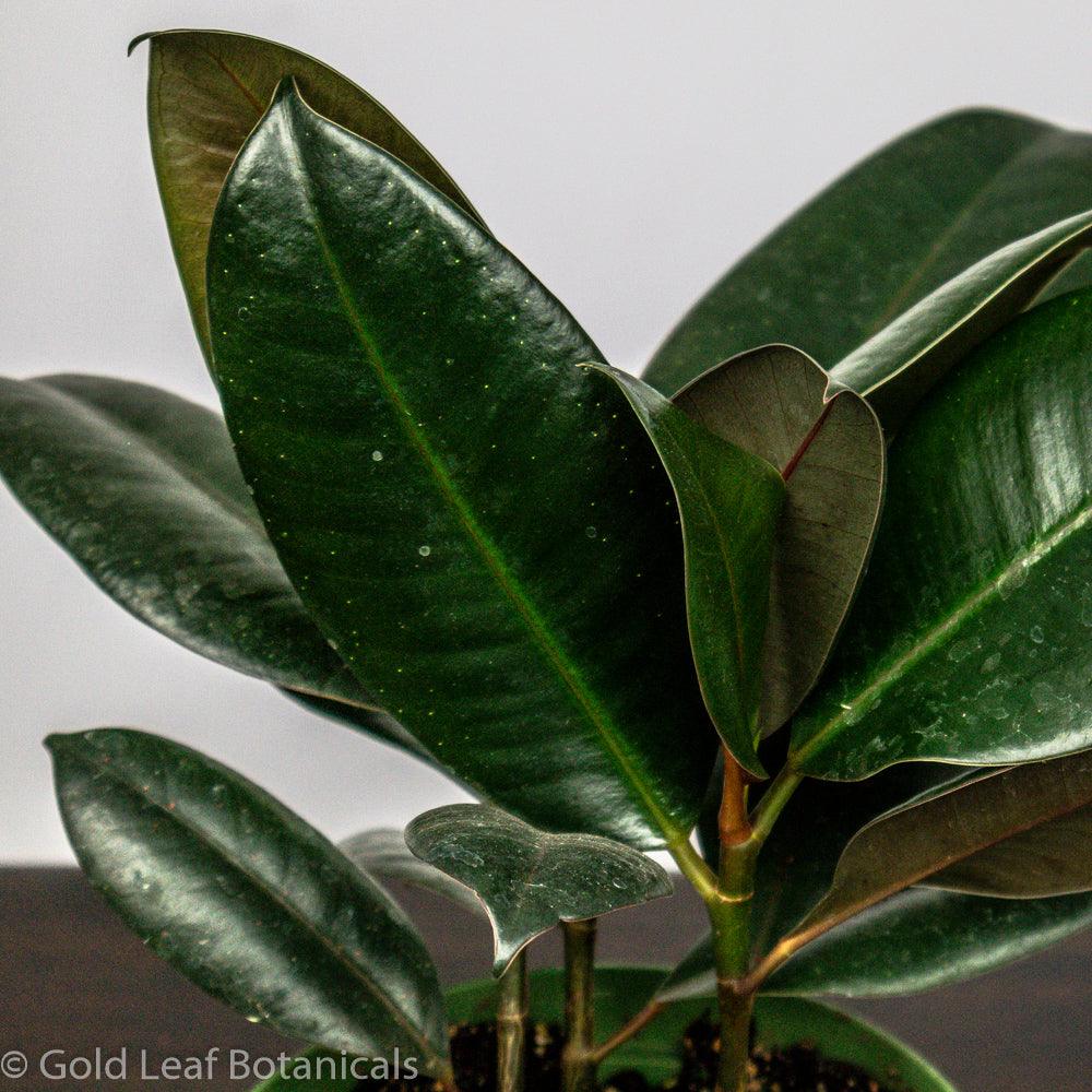 Burgundy Rubber Tree - Gold Leaf Botanicals
