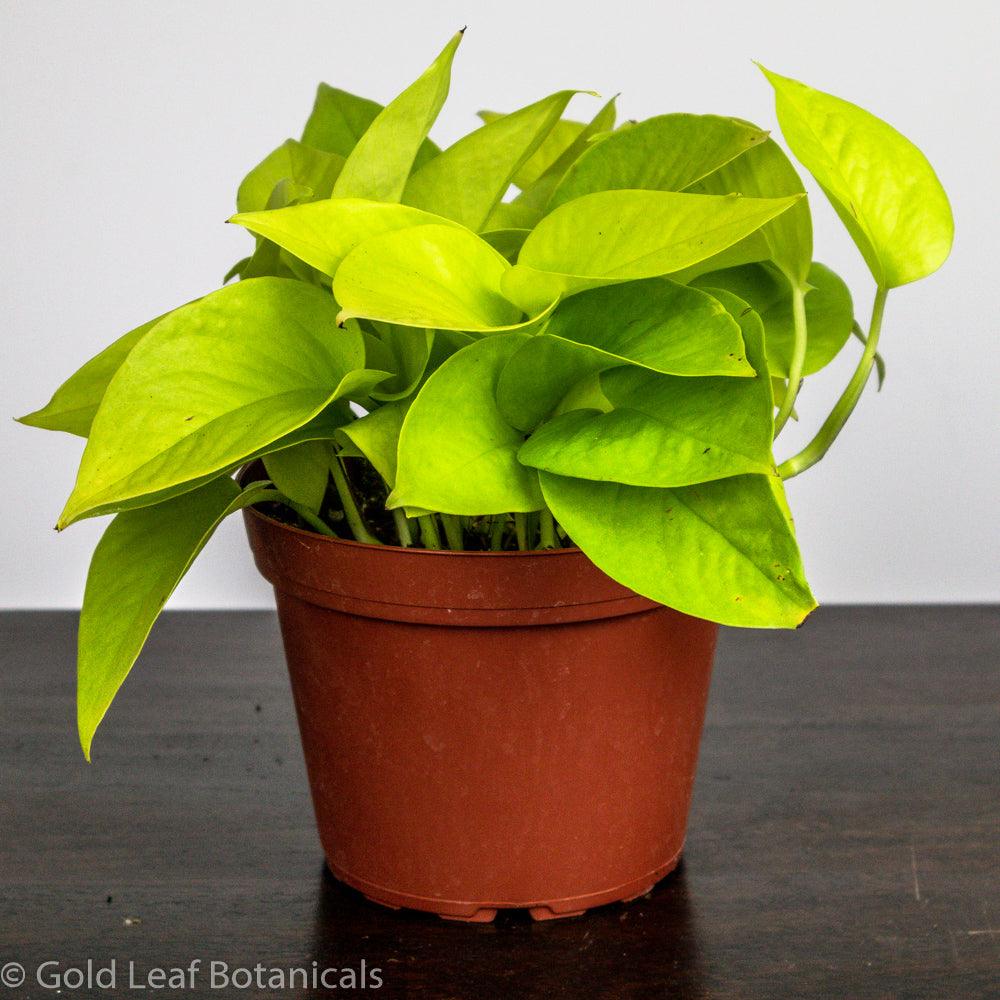 pothos humidity Neon Pothos Care