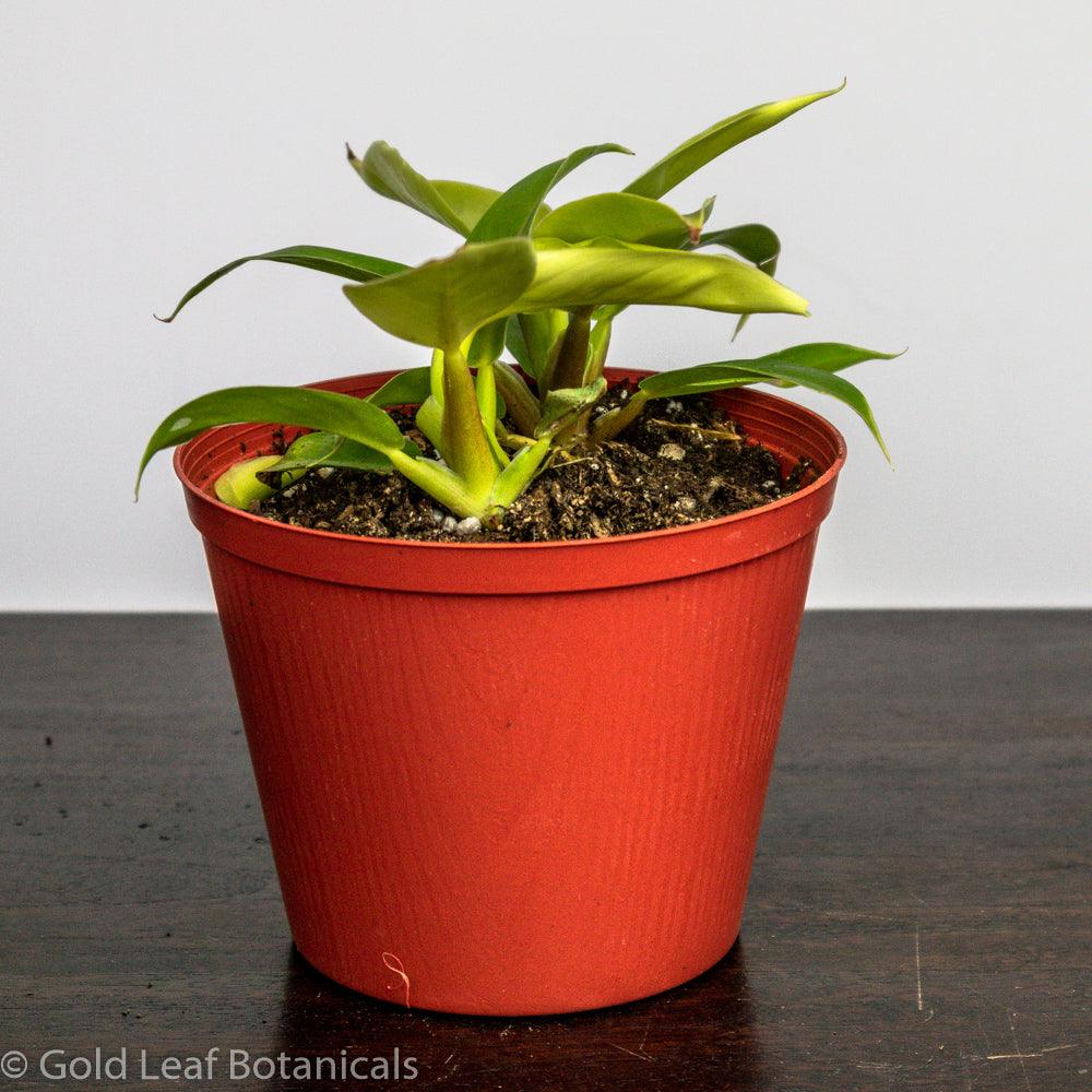 philodendron moonlight plant care Philodendron Moonlight Care
