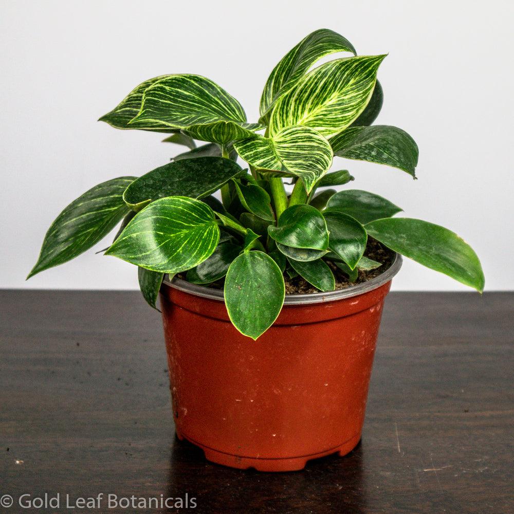 how much to water a philodendron 2024 Guide to Philodendron Birkin Care