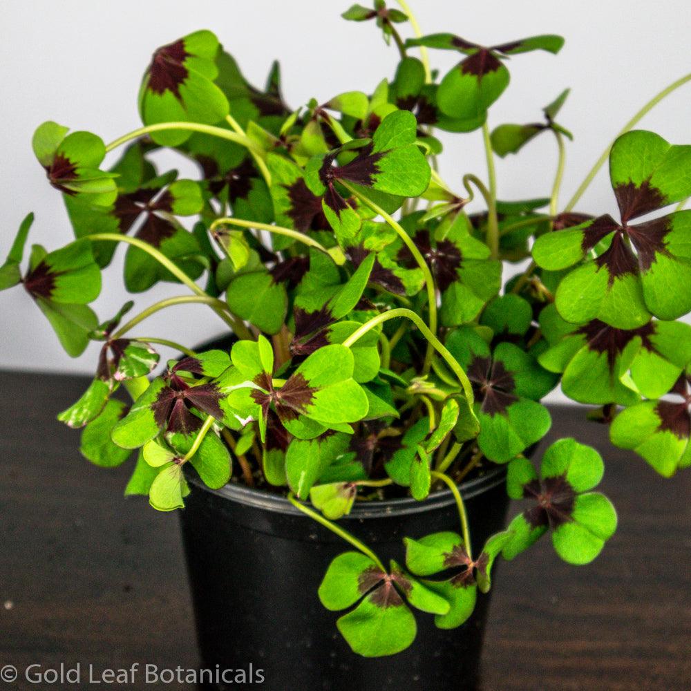 Oxalis Iron Cross - Gold Leaf Botanicals