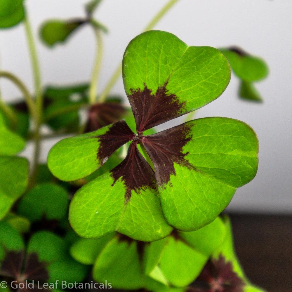 Oxalis Iron Cross - Gold Leaf Botanicals