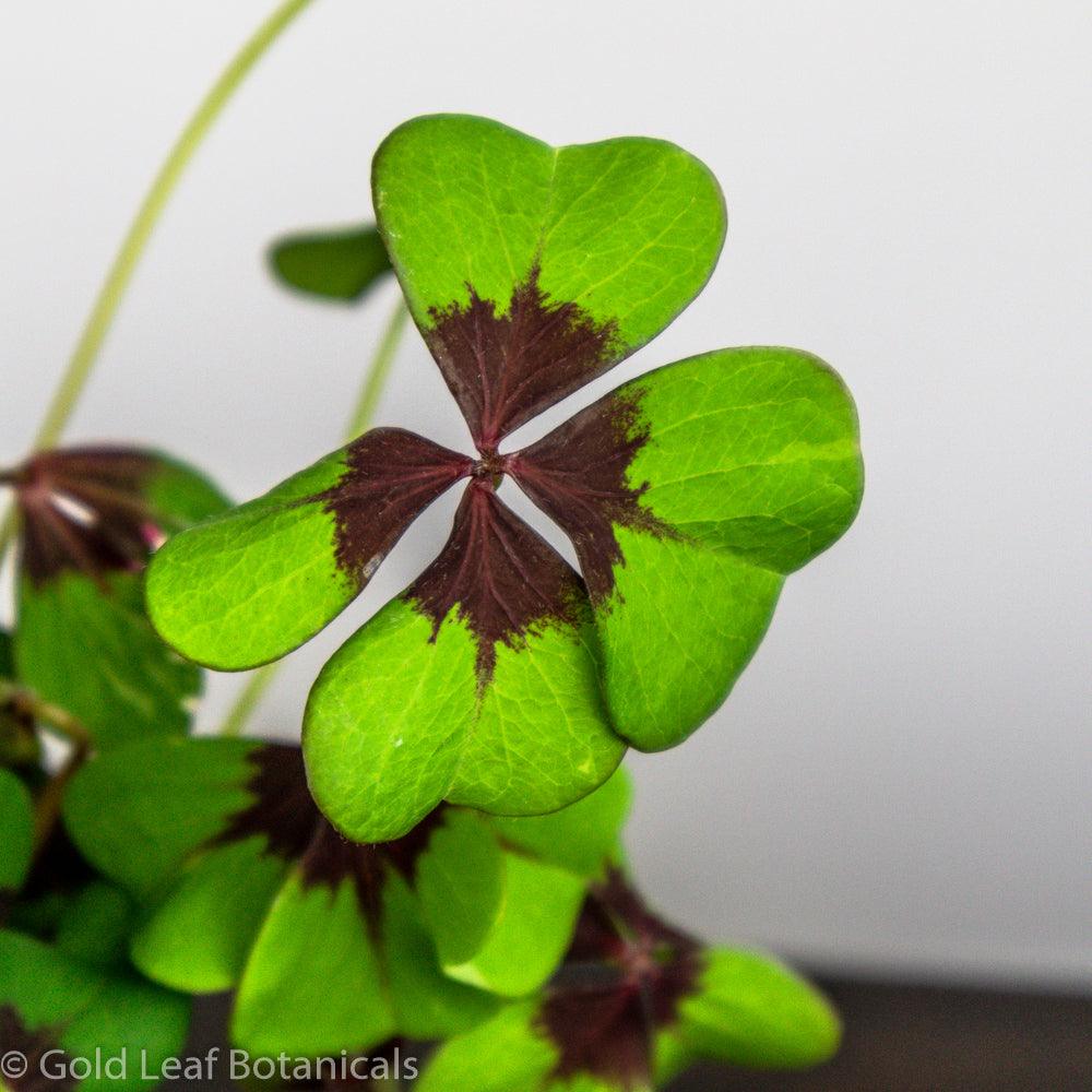Oxalis Iron Cross - Gold Leaf Botanicals