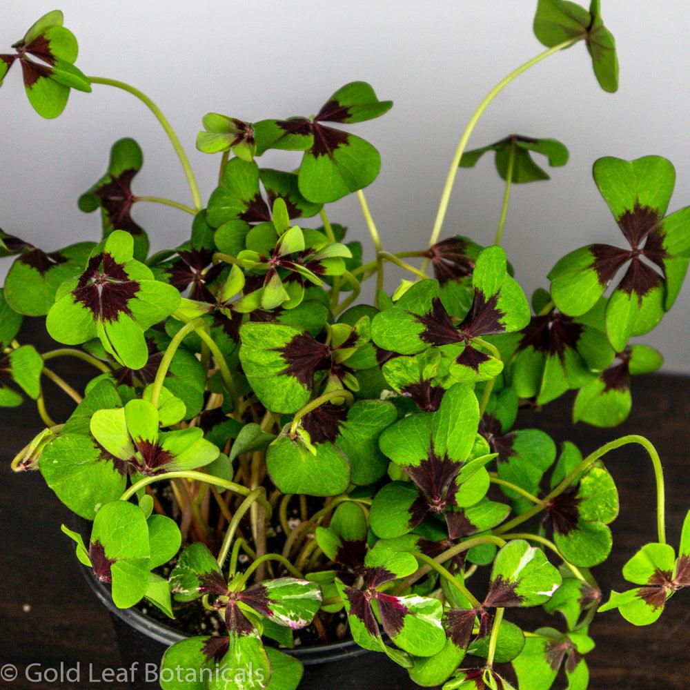 Oxalis Iron Cross - Gold Leaf Botanicals