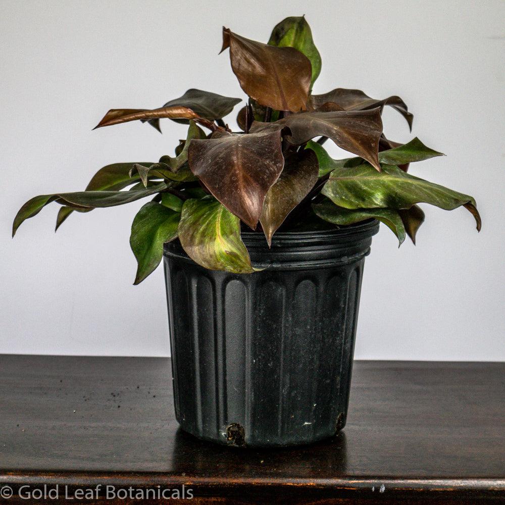 philodendron mccolley's finale care Philodendron McColley's Finale Care