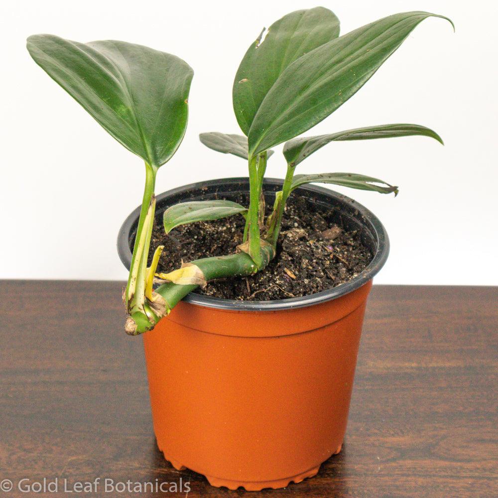 philodendron decursiva Rhaphidophora Decursiva Care