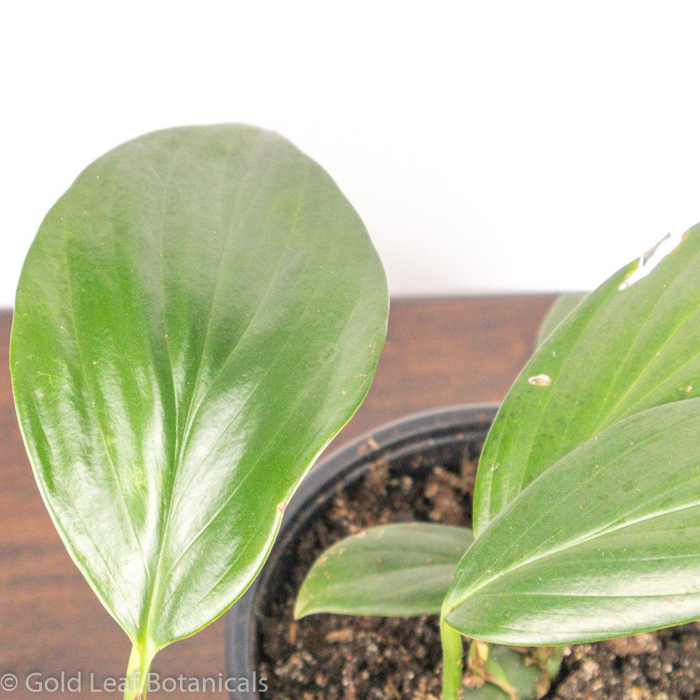 Rhaphidophora Decursiva For Sale