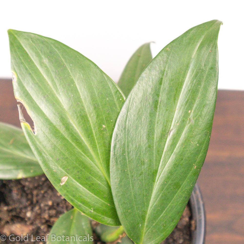 Rhaphidophora Decursiva Water and Sun Requirements