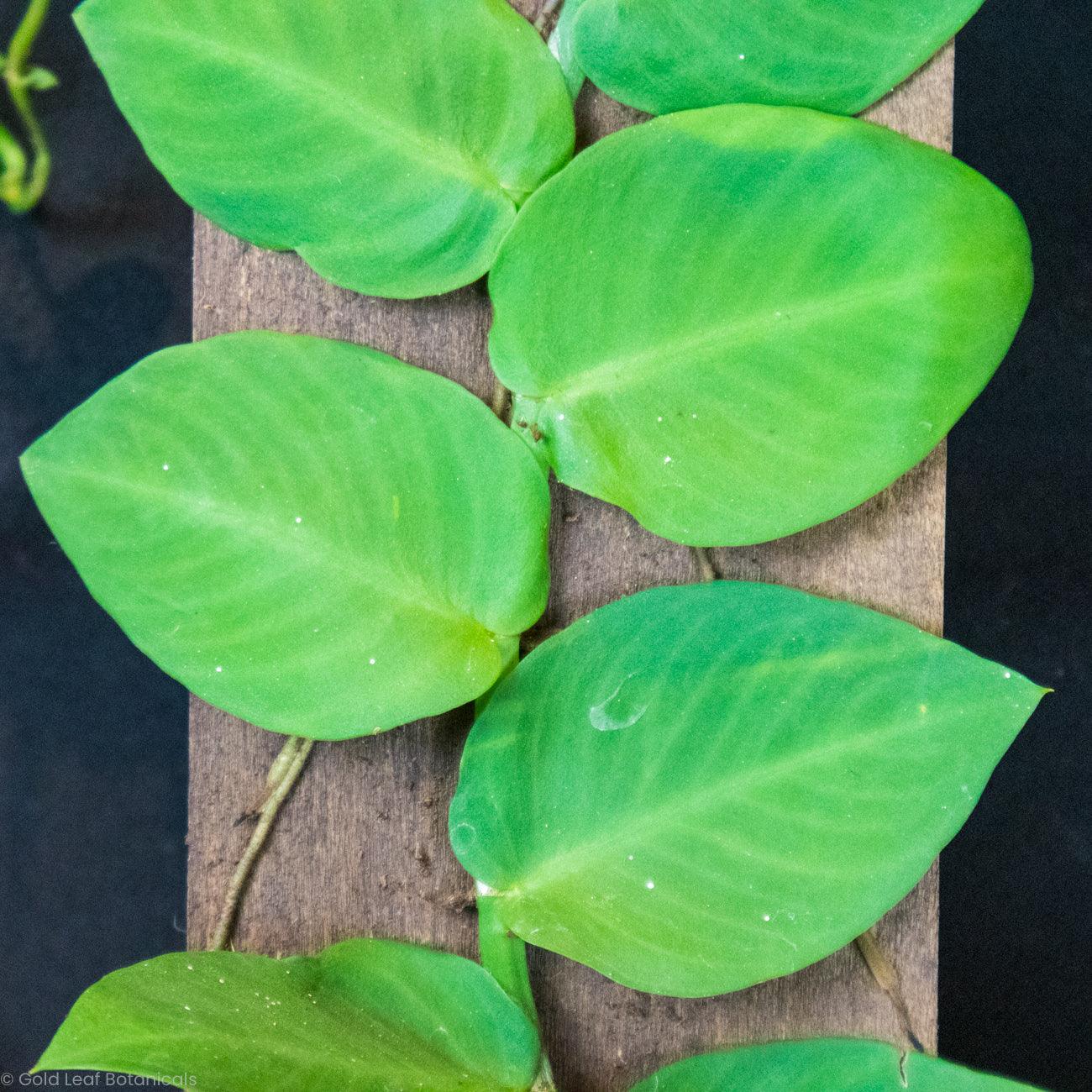 Rhaphidophora Hayi - Gold Leaf Botanicals
