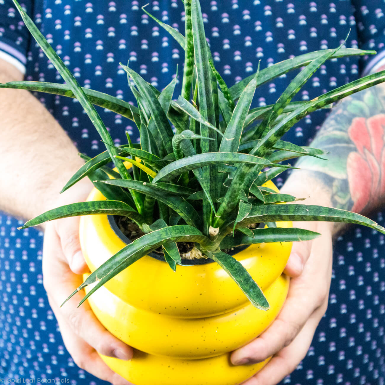 Sansevieria Mikado Fernwood