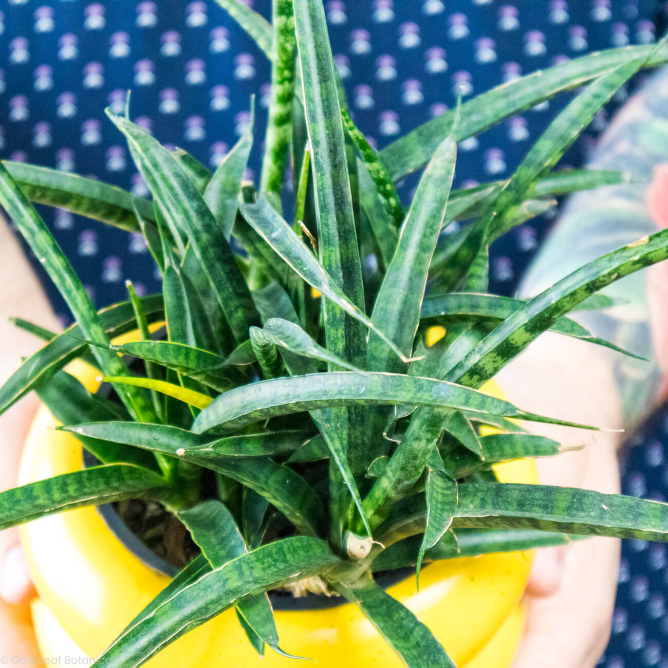 Sansevieria Mikado Fernwood Care