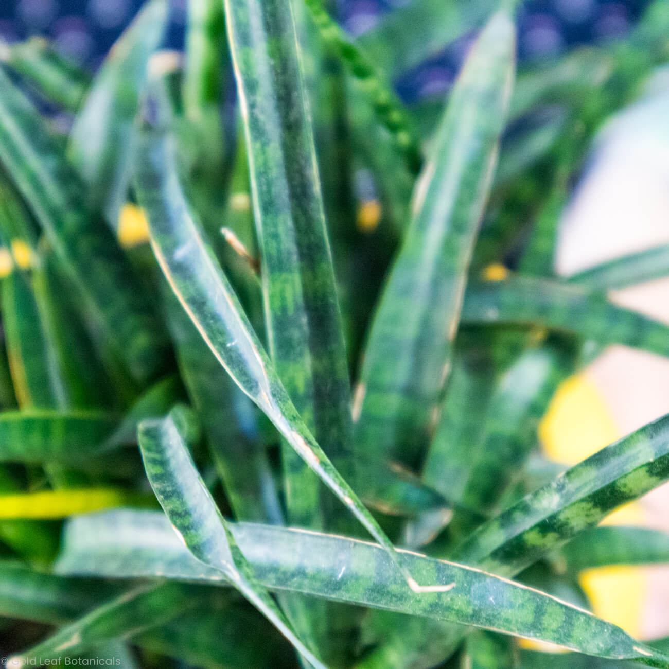 Sansevieria Mikado Fernwood Buy