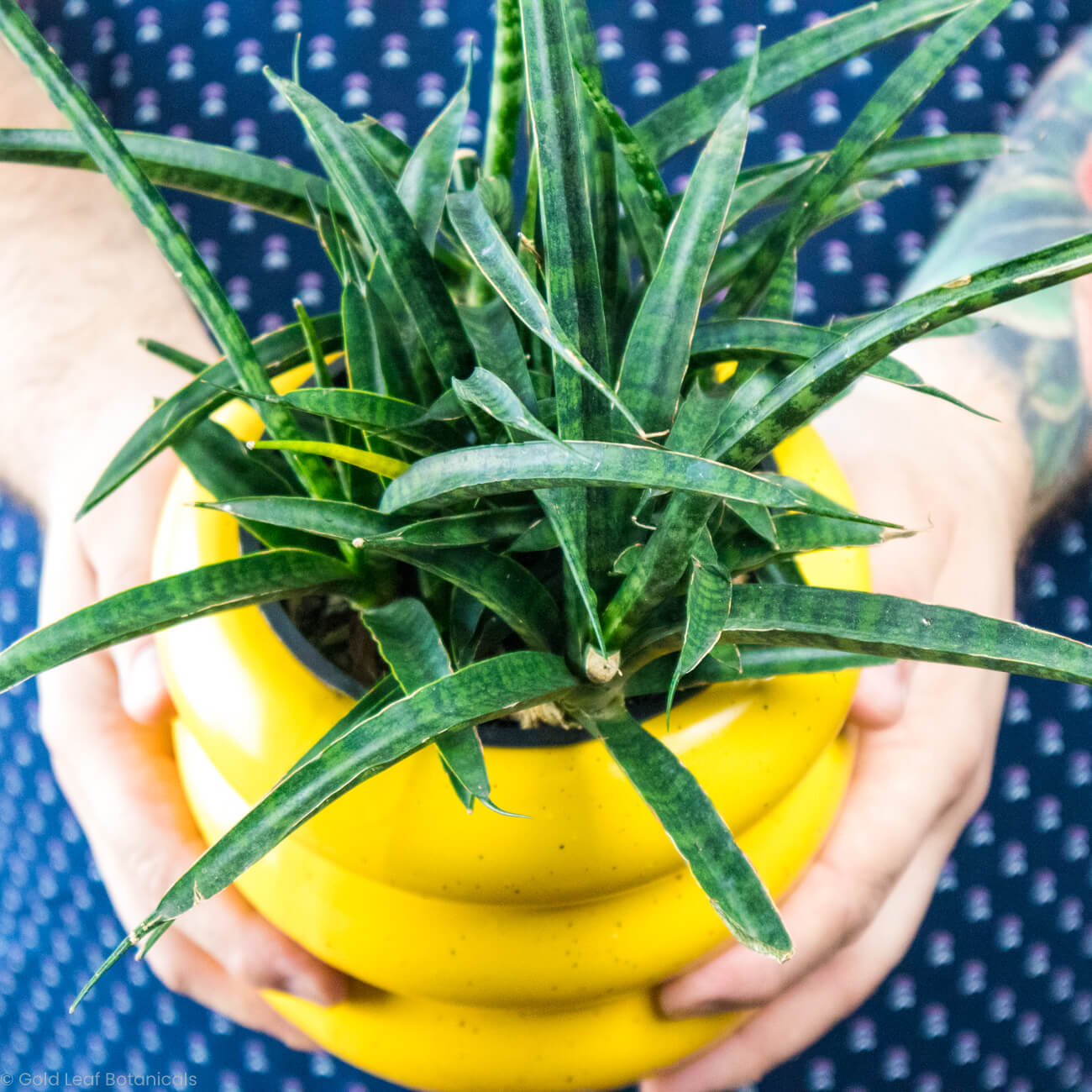 Sansevieria Mikado Fernwood Buy Canada