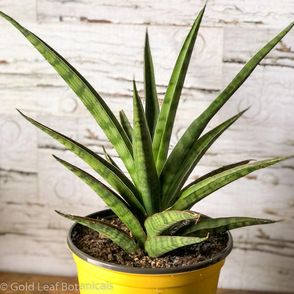 silver nymph sansevieria Sansevieria "Silver Nymph" Snake Care