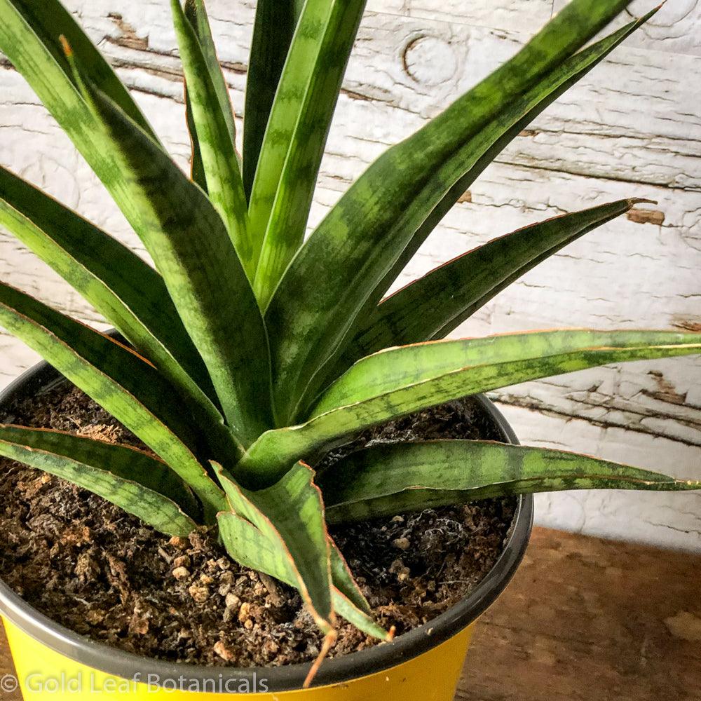 Buy Sansevieria Silver Nymph