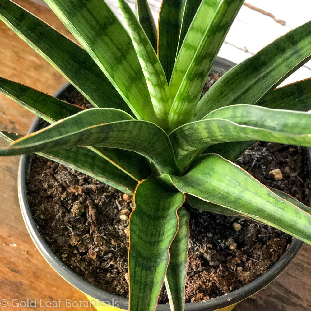 Sansevieria Silver Nymph Water and Sun