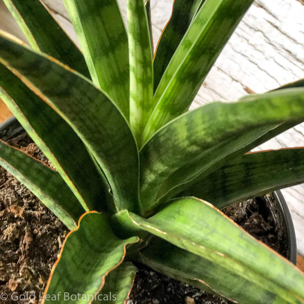 Sansevieria Silver Nymph Ontario Canada