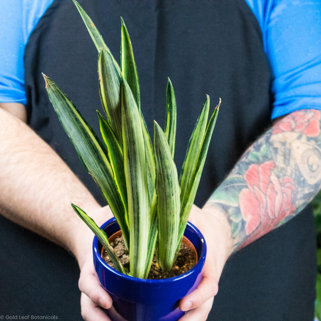 bantel snake plant care Sansevieria Bantels Sensation Care