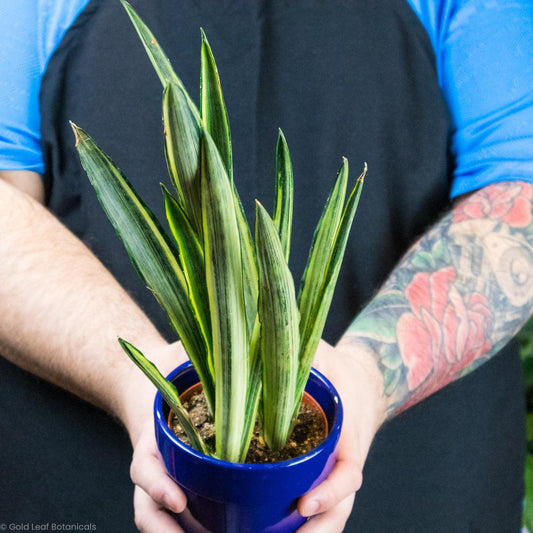 Sansevieria Bantels Sensation Care