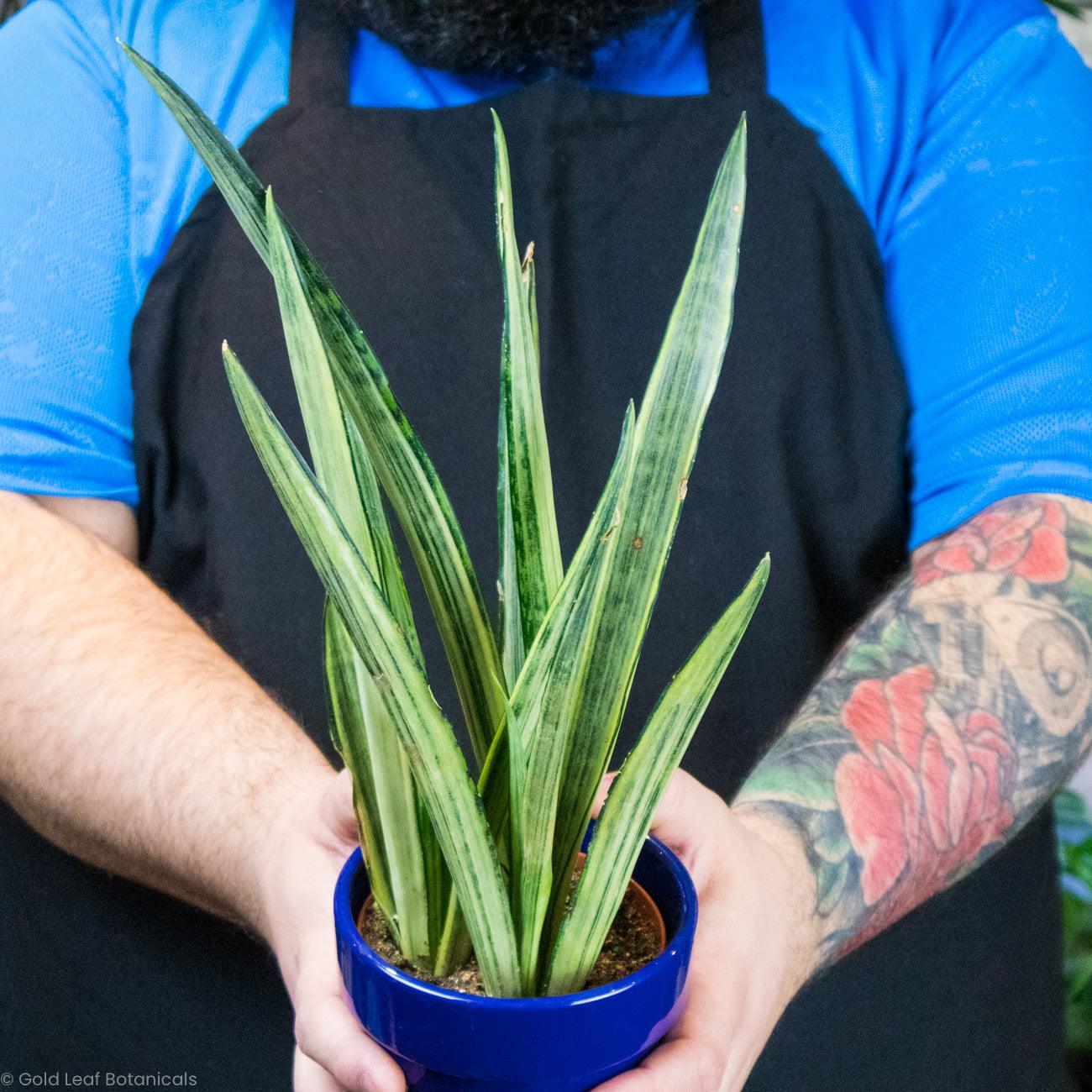 Sansevieria Bantels Sensation Water and Sun