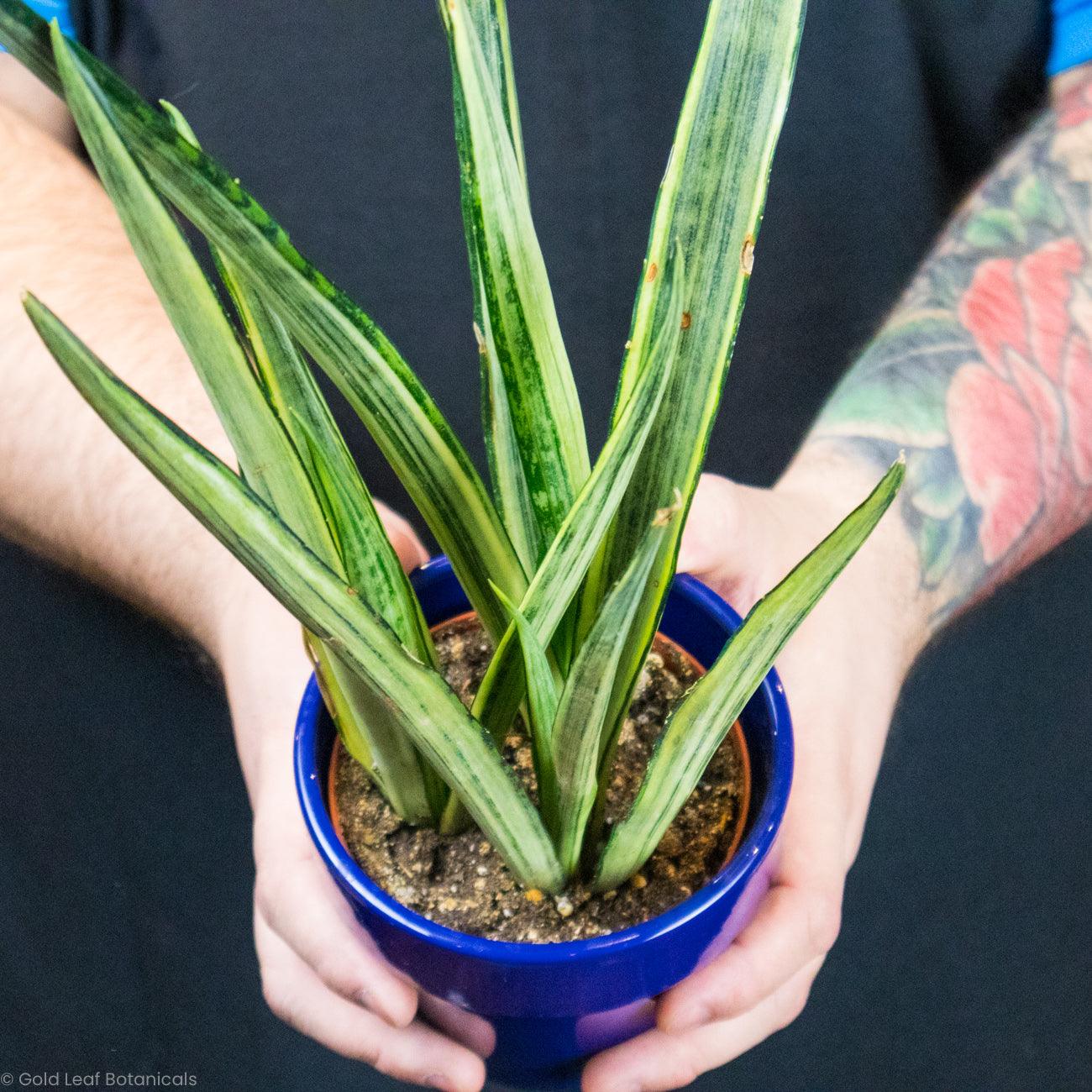 Buy Sansevieria Bantels Sensation