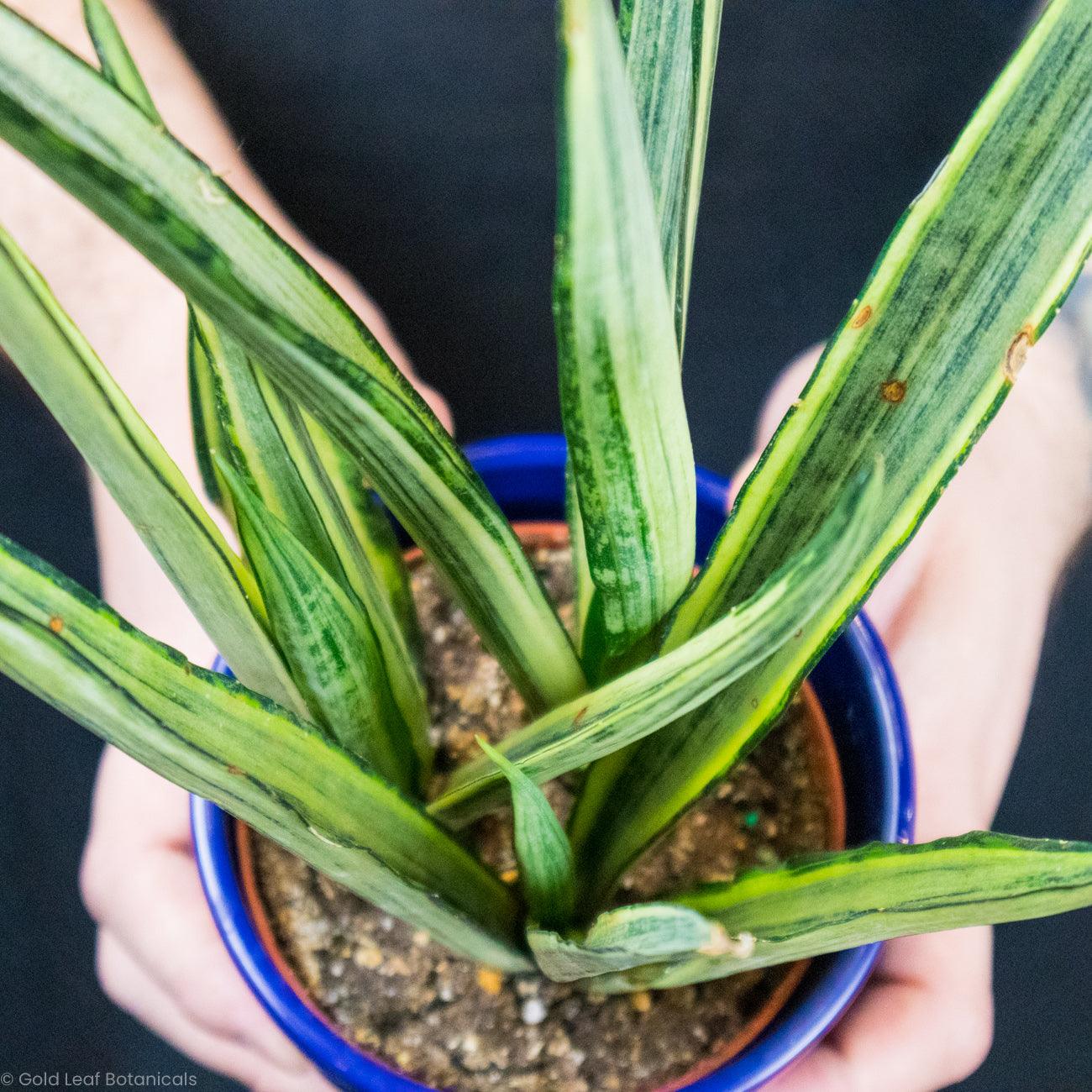 Sansevieria Bantels Sensation Ontario Canada