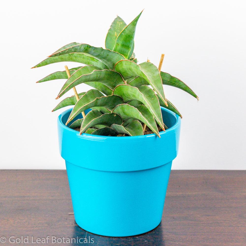 sansevieria tiger blue Sansevieria Blue Kew Care