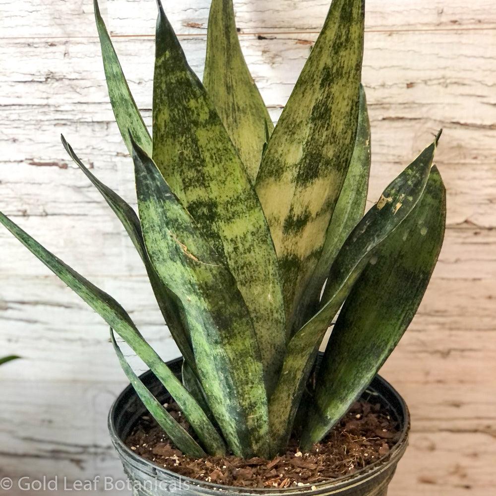 sansevieria seafoam Sansevieria Frozen Care