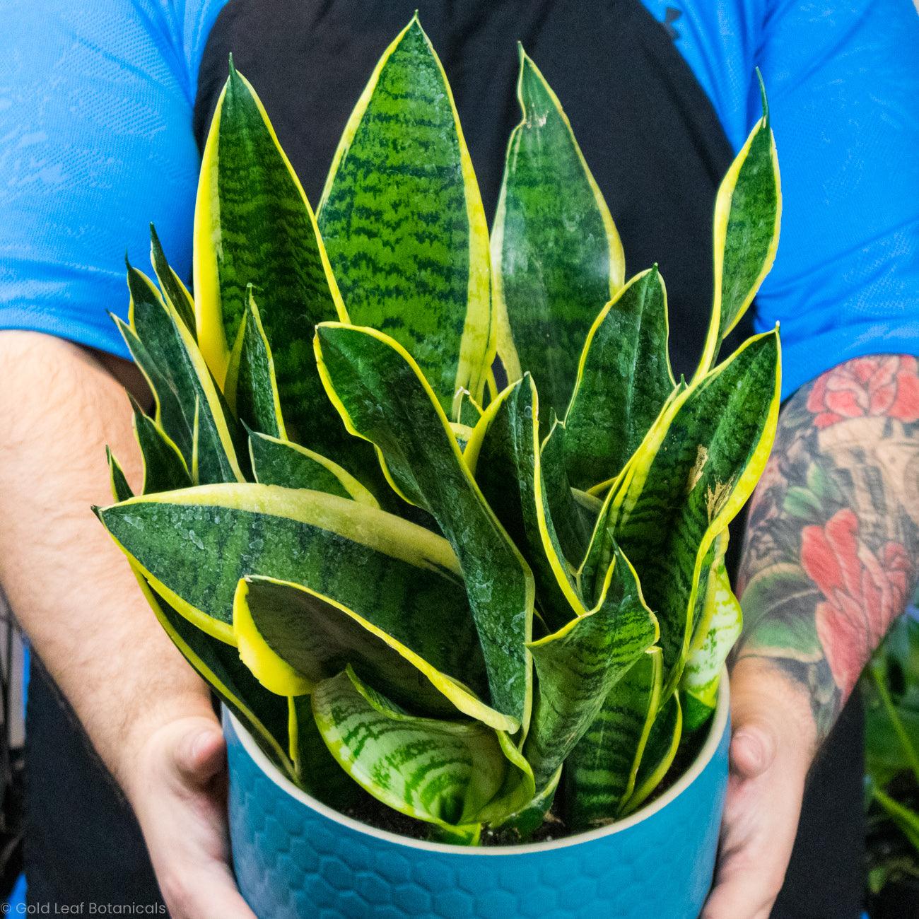 sansevieria futura superba care Sansevieria Futura Superba Care