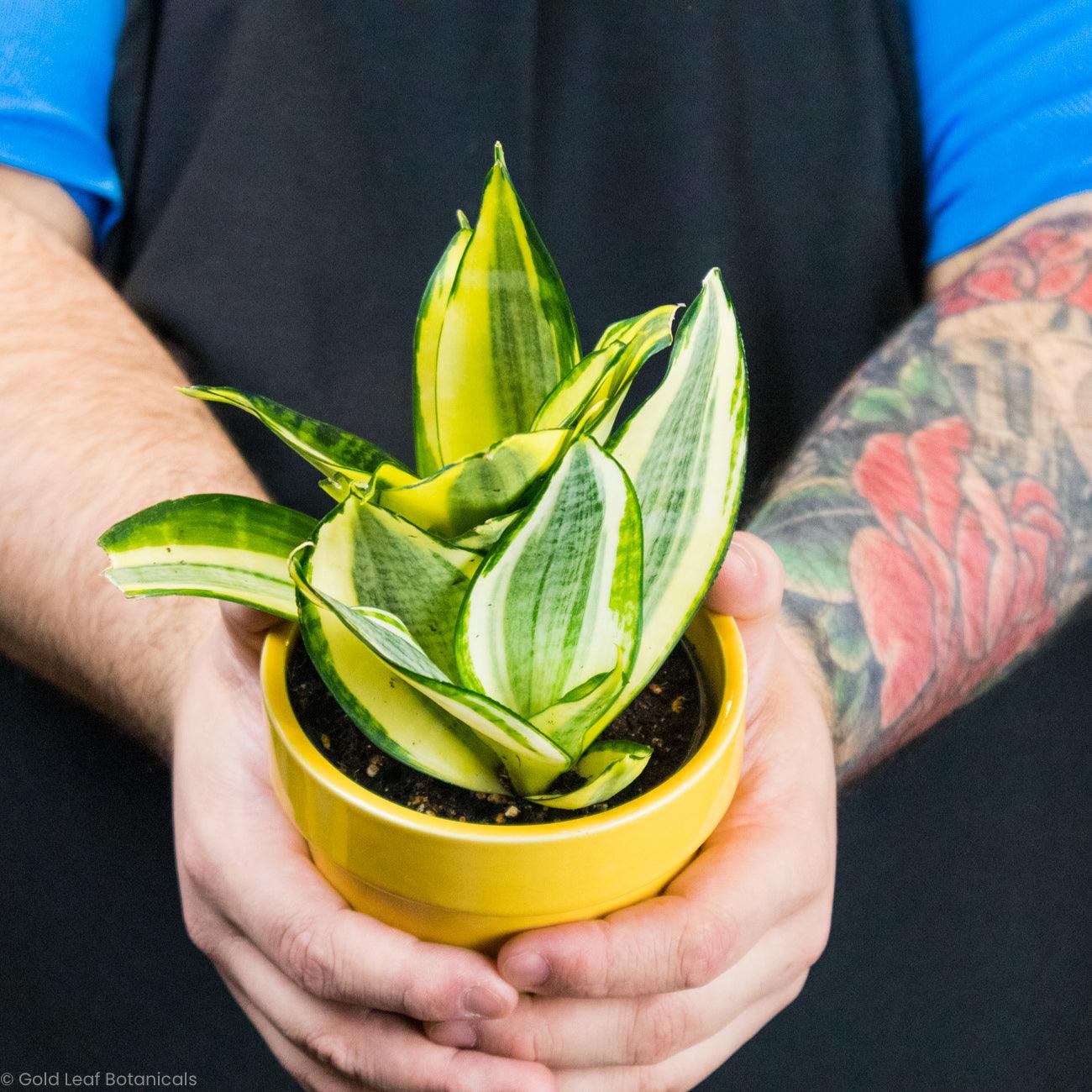 lauren snake plant Sansevieria Lauren Care