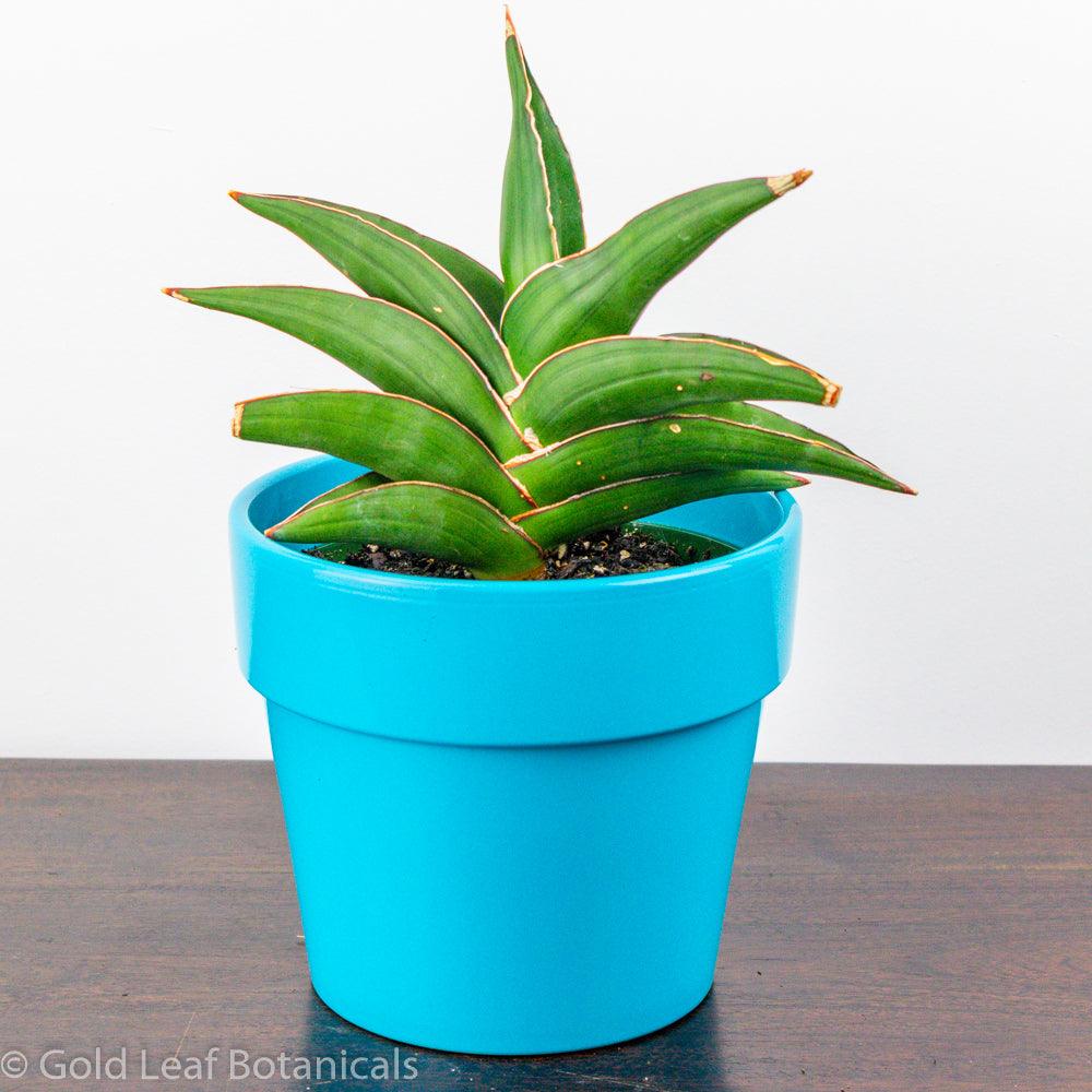 sansevieria samurai care Sansevieria Samurai Care