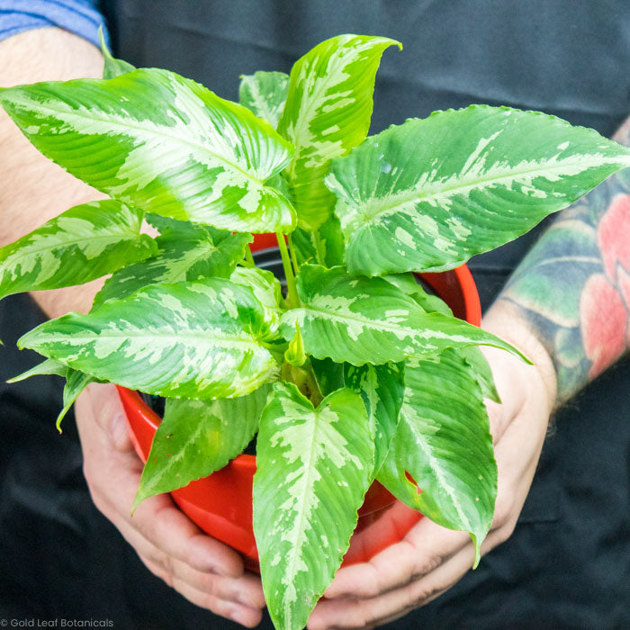 Schismatoglottis Scortechinii