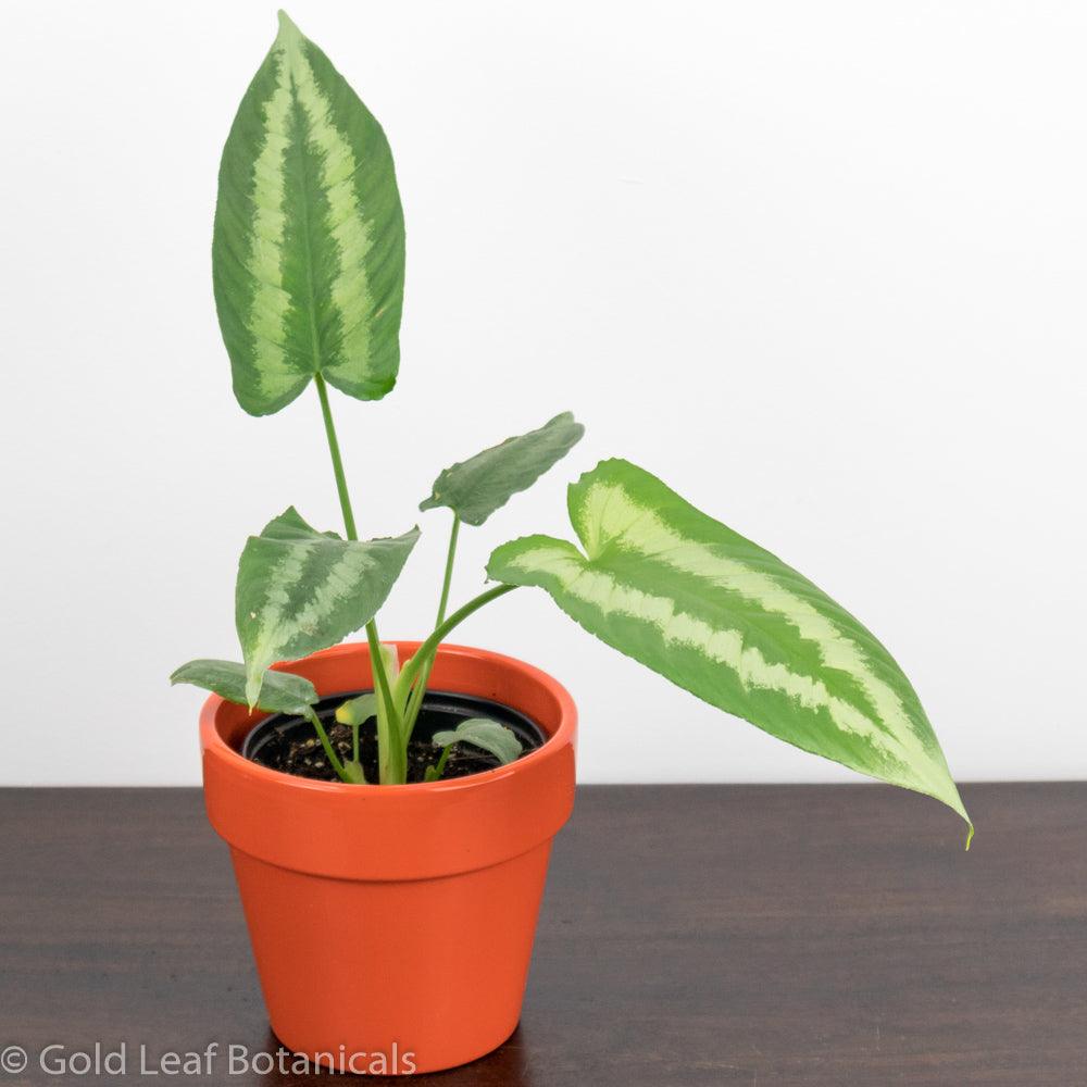philodendron wallichii Schismatoglottis Wallichii Care