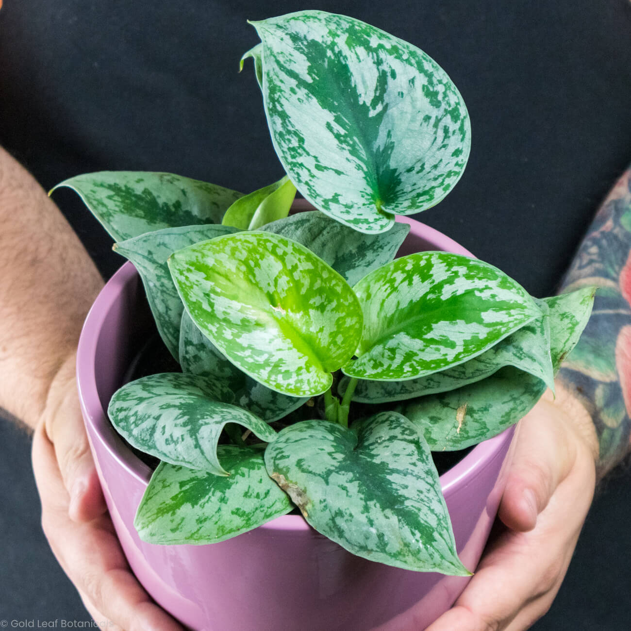 pothos exotica care Scindapsus Exotica Care