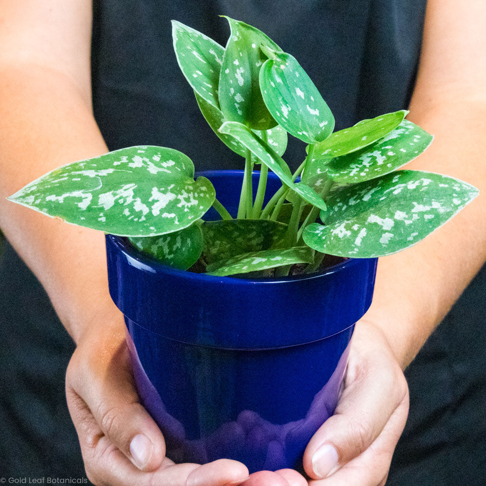 satin pothos soil Scindapsus Pictus (Silver Satin Pothos)