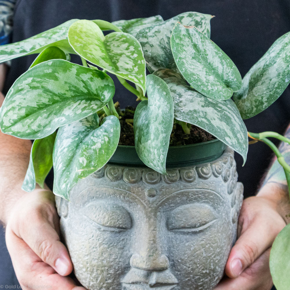 pothos silver splash care Scindapsus Silver Splash Care