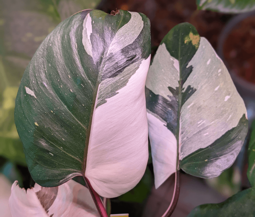philodendron canada Philodendron Red Anderson