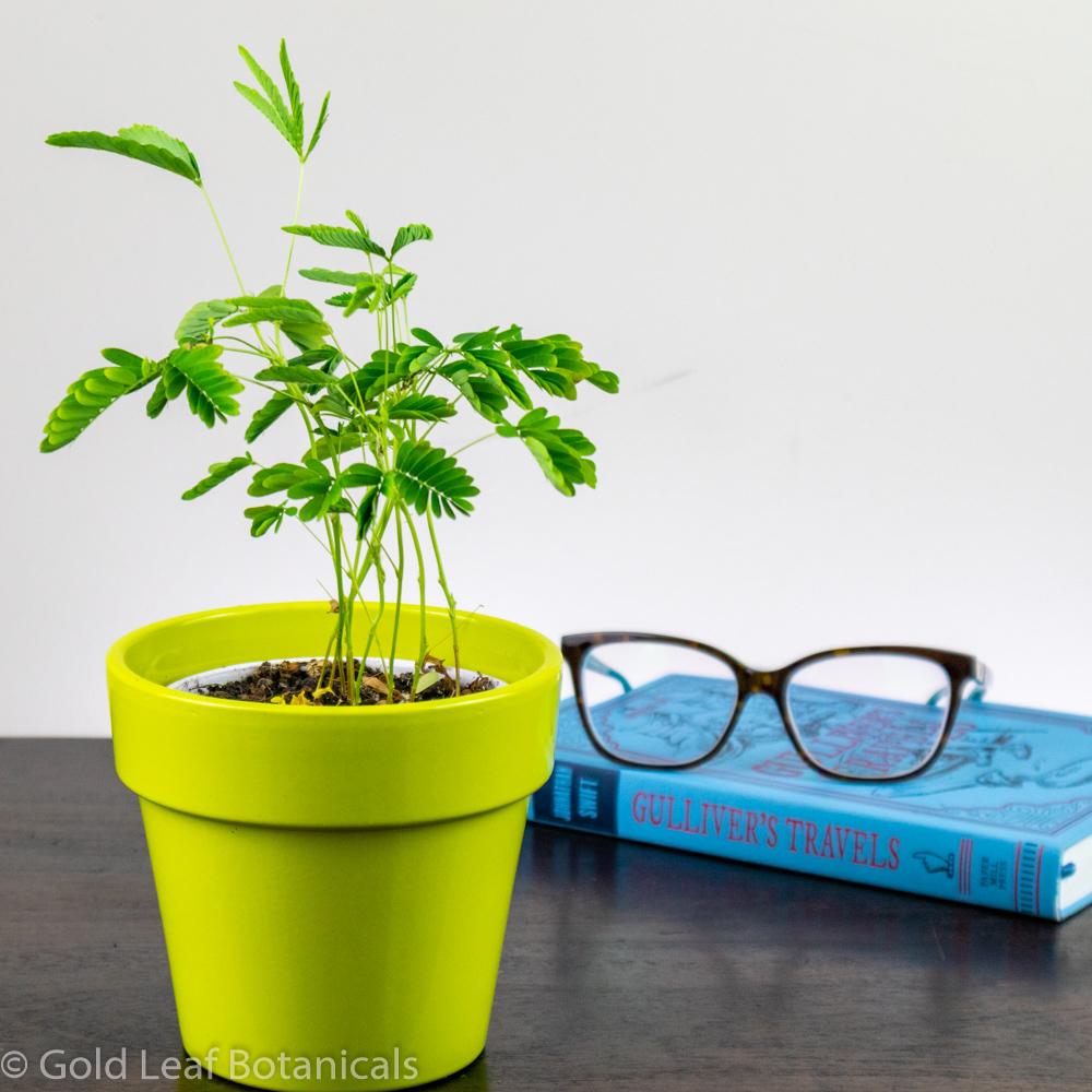 sensitive plant care indoors Shameplant or Sensitive Plant (Mimosa Pudica) Care