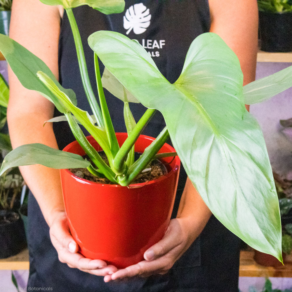 Silver Sword Philodendron Large Plant Leaf