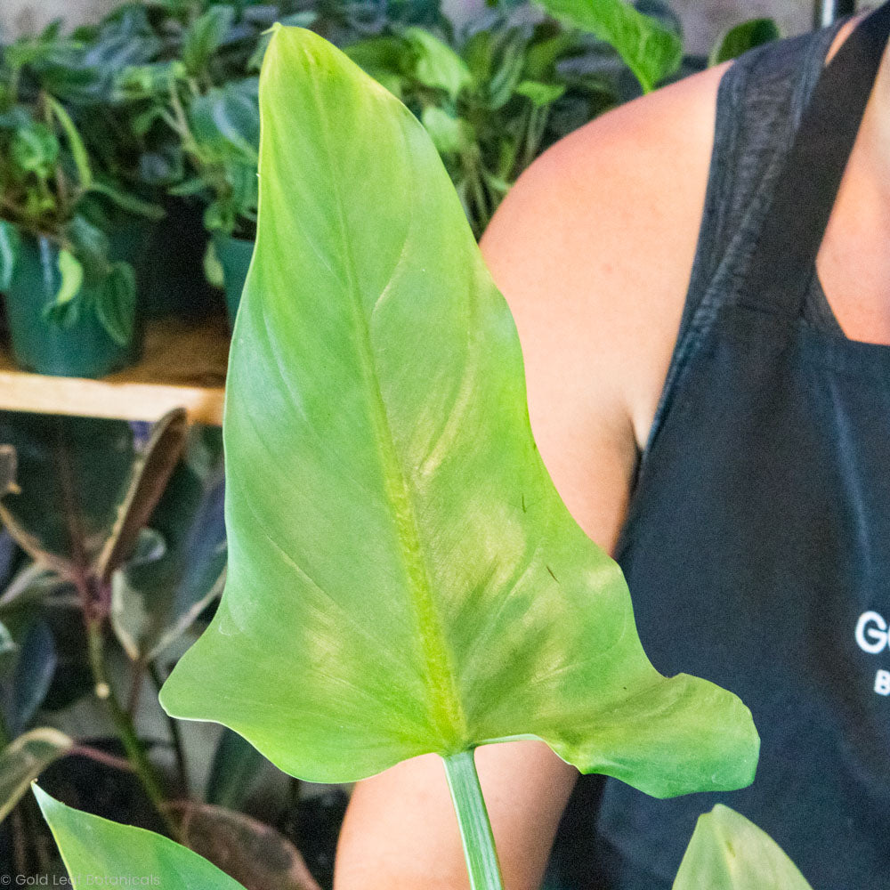 Silver Sword Philodendron Plant for Ssale