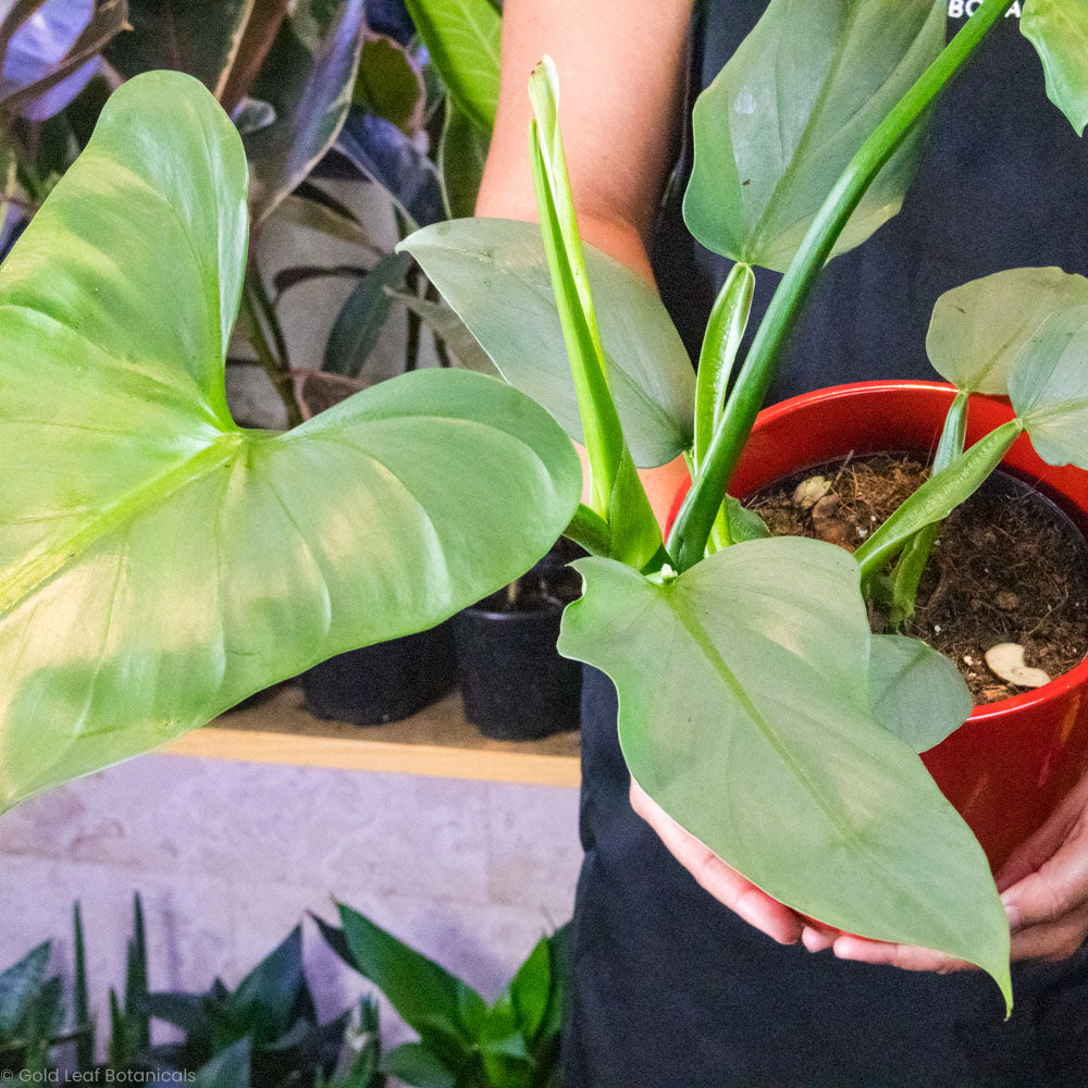 Buy a Silver Sword Philodendron